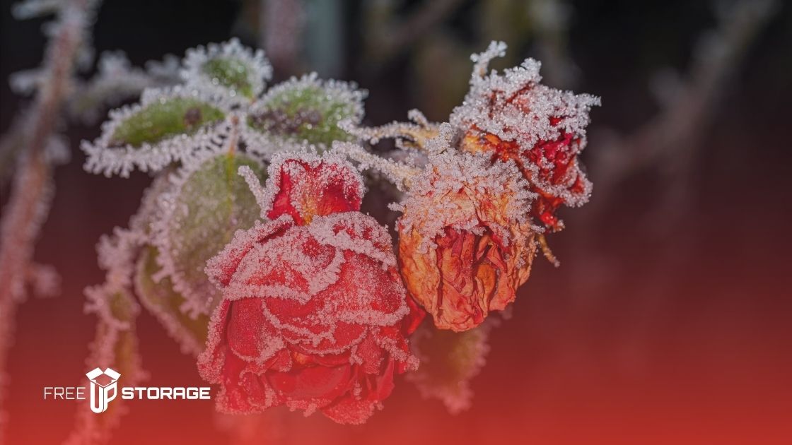 Winter Garden Preparation